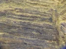 [Ouddict.com] Oud Wood