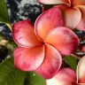 ManilaDawn