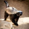 honeybadger