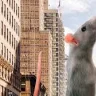 Ratatuj