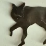 OudSniffingSurvivor