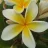 tyson