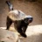 honeybadger