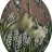 Be en Foret