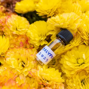 Oud Tripura_Calypso 2023_1to1.png