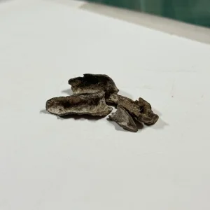 IMG_5418.jpeg
